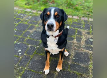 Rocky - ein sturer Einzelprinz