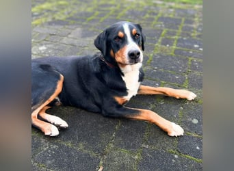 Rocky - ein sturer Einzelprinz