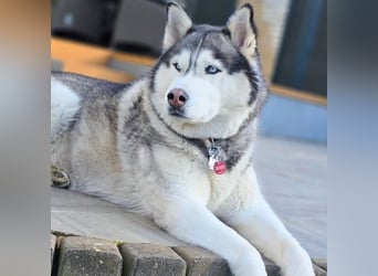 Bo - genießt Nähe&Streicheleinheiten