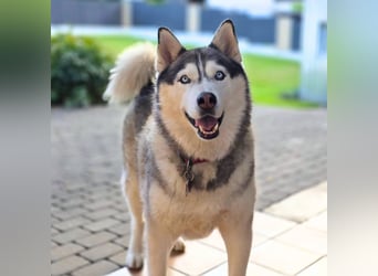 Bo - genießt Nähe&Streicheleinheiten