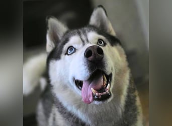 Bo - genießt Nähe&Streicheleinheiten