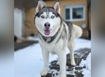 Bo - genießt Nähe&Streicheleinheiten