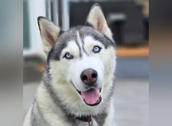 Bo - genießt Nähe&Streicheleinheiten