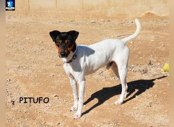 ❤️ PITUFO ❤️