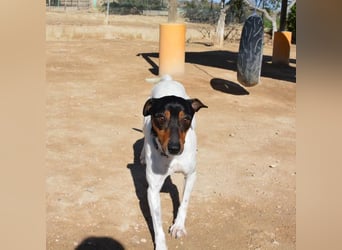 ❤️ PITUFO ❤️