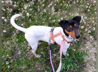 ❤️ PITUFO ❤️