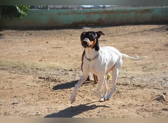 ❤️ PITUFO ❤️