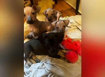 Tolle junge Hündin Rumba abzugeben