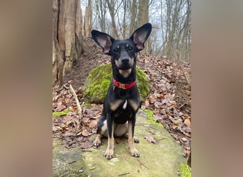 Tolle junge Hündin Rumba abzugeben