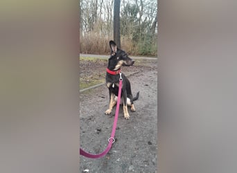 Tolle junge Hündin Rumba abzugeben