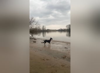 Tolle junge Hündin Rumba abzugeben