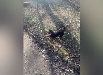 Tolle junge Hündin Rumba abzugeben