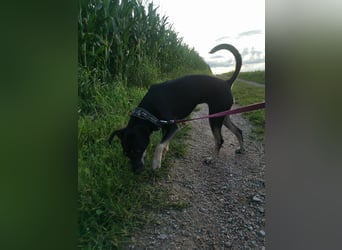 Tolle junge Hündin Rumba abzugeben