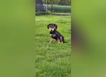 Kleines Weibchen
