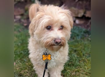 Rudi - ein süßer kleiner Hund