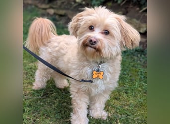 Rudi - ein süßer kleiner Hund