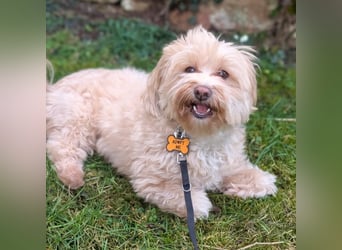 Rudi - ein süßer kleiner Hund