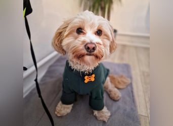 Rudi - ein süßer kleiner Hund