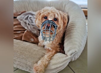 Rudi - ein süßer kleiner Hund