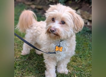 Rudi - ein süßer kleiner Hund