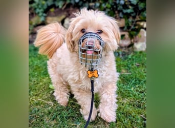 Rudi - ein süßer kleiner Hund