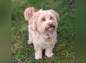 Rudi - ein süßer kleiner Hund