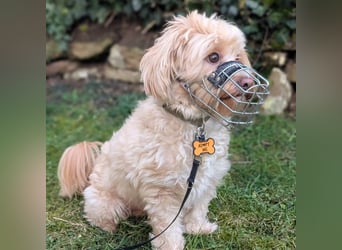 Rudi - ein süßer kleiner Hund