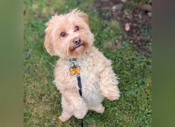 Rudi - ein süßer kleiner Hund