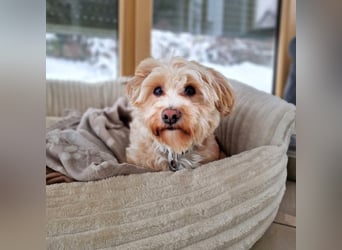 Rudi - ein süßer kleiner Hund