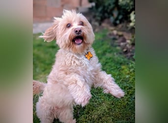 Rudi - ein süßer kleiner Hund