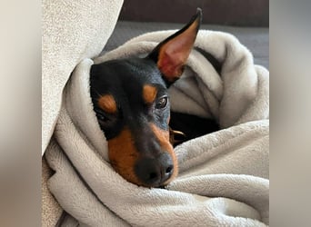 Bandit - freundlich&charmant
