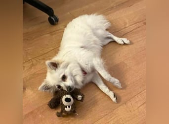 Stella - ist intelligent&verspielt