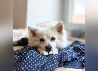 Stella - ist intelligent&verspielt