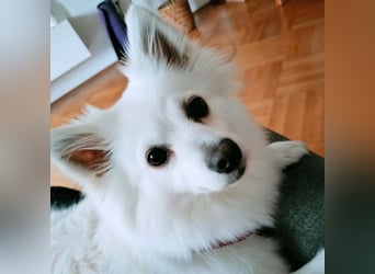 Stella - ist intelligent&verspielt