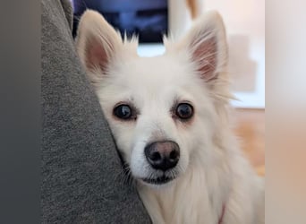 Stella - ist intelligent&verspielt
