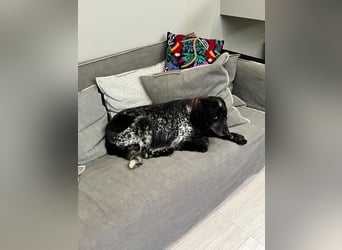 Russischer Spaniel Pappi sucht seine Familie!