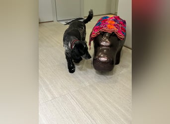Russischer Spaniel Pappi sucht seine Familie!