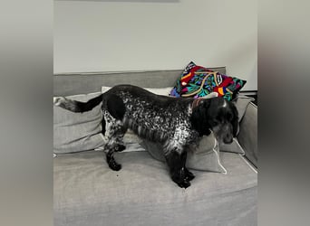 Russischer Spaniel Pappi sucht seine Familie!
