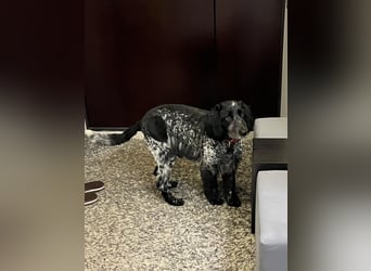 Russischer Spaniel Pappi sucht seine Familie!