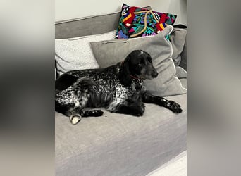Russischer Spaniel Pappi sucht seine Familie!