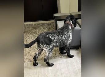 Russischer Spaniel Pappi sucht seine Familie!