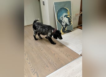 Russischer Spaniel Pappi sucht seine Familie!