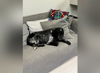 Russischer Spaniel Pappi sucht seine Familie!