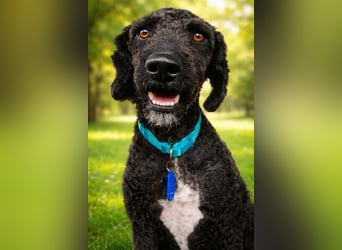 KOBY - der fröhliche Fellball sucht sein Zuhause