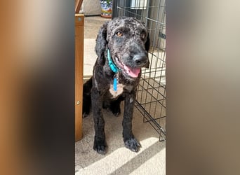 KOBY - der fröhliche Fellball sucht sein Zuhause