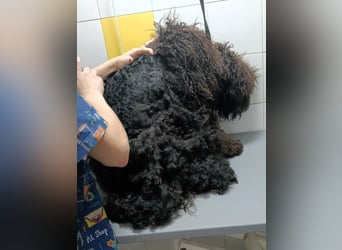 KOBY - der fröhliche Fellball sucht sein Zuhause