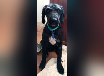 KOBY - der fröhliche Fellball sucht sein Zuhause