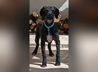 KOBY - der fröhliche Fellball sucht sein Zuhause