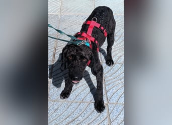 KOBY - der fröhliche Fellball sucht sein Zuhause