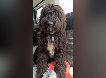 KOBY - der fröhliche Fellball sucht sein Zuhause